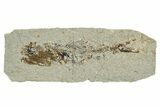 Oligocene Fossil Lanternfish (Eomyctophum) - Poland #374309-1